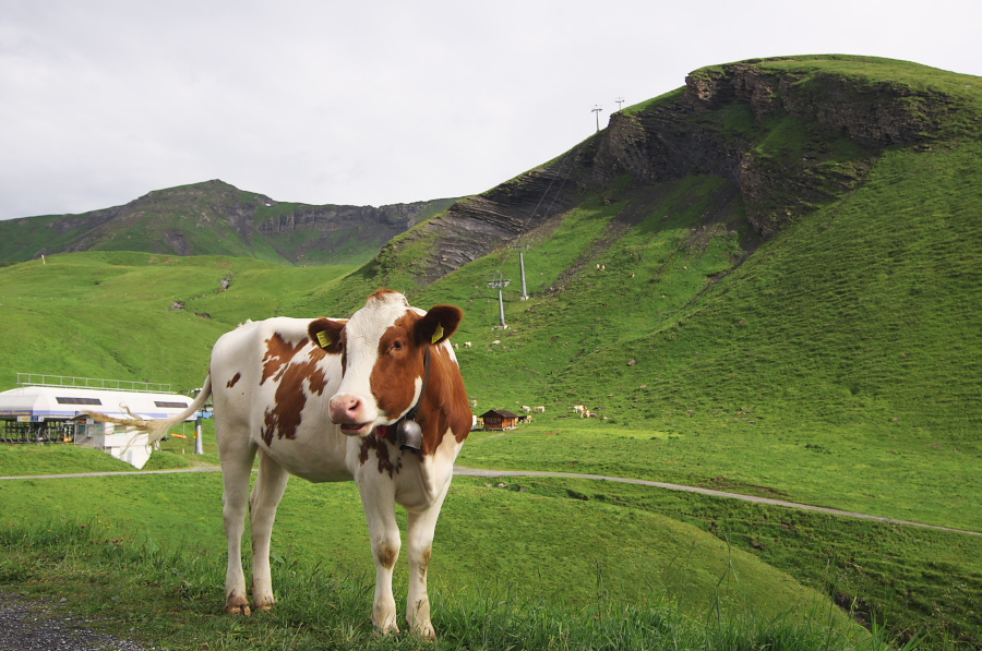 IMGP2529.jpg(364249 byte)