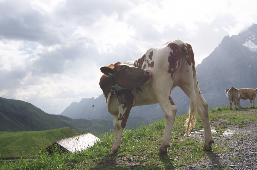 IMGP2534.jpg(279443 byte)