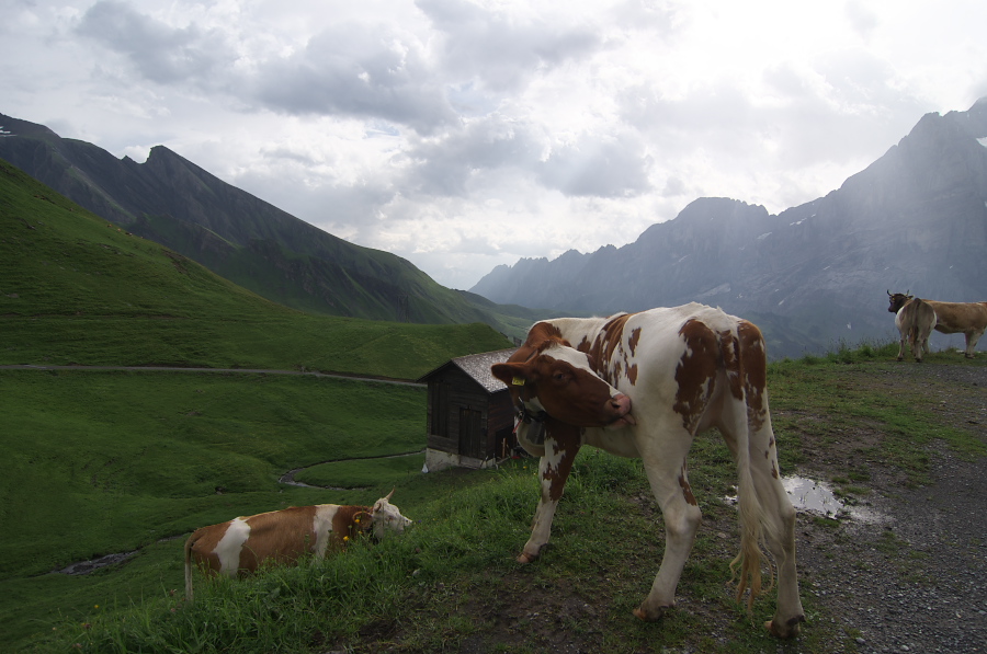 IMGP2536.jpg(273952 byte)