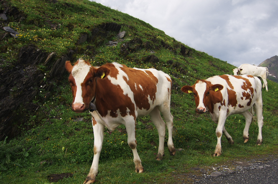 IMGP2538.jpg(442452 byte)