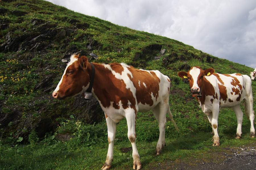 IMGP2539.jpg(442624 byte)