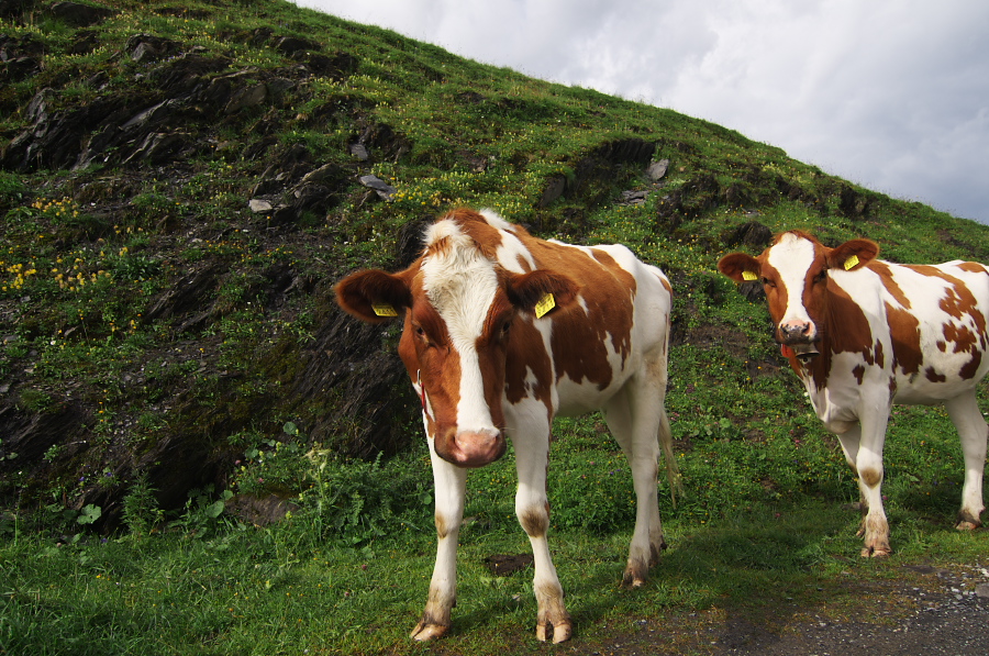 IMGP2540.jpg(492136 byte)