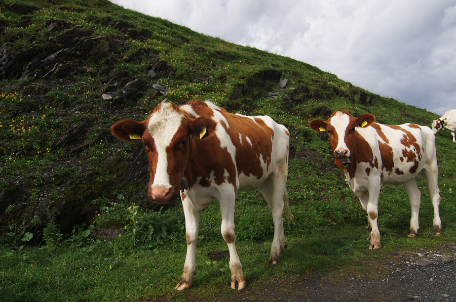 IMGP2541.jpg(448459 byte)