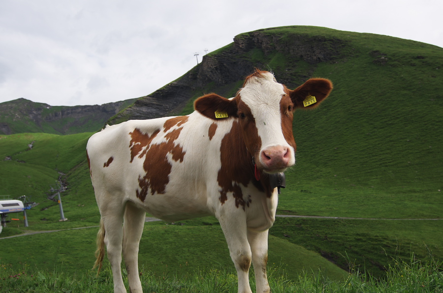 IMGP2542.jpg(268285 byte)