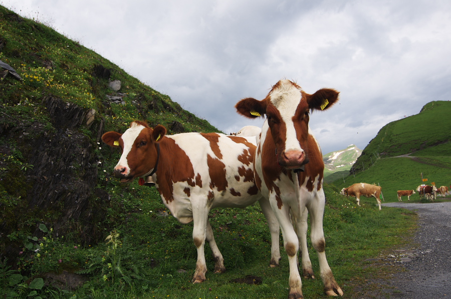 IMGP2547.jpg(355203 byte)