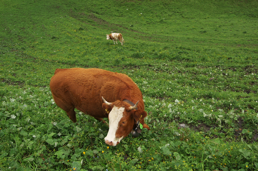 IMGP2553.jpg(555009 byte)