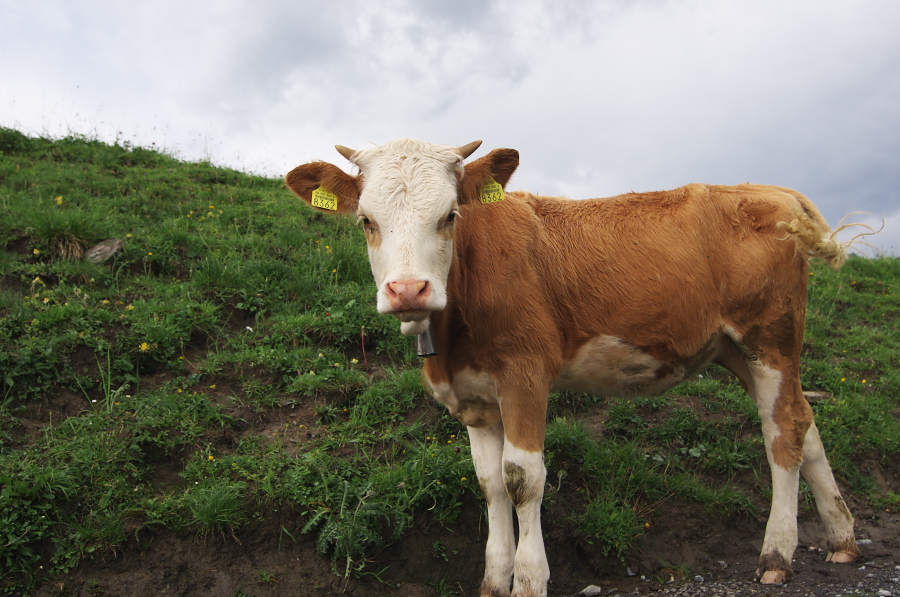 IMGP2560.jpg(342579 byte)