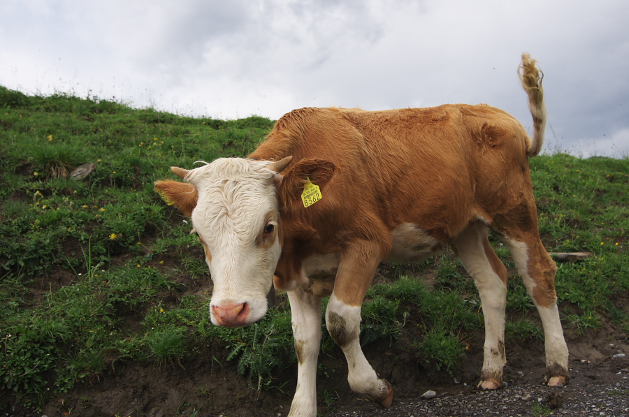 IMGP2562.jpg(339973 byte)