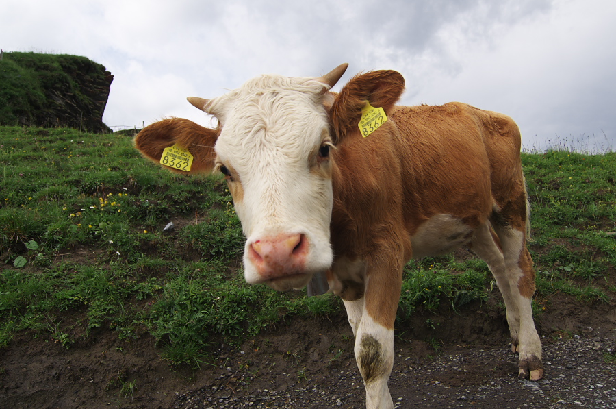 IMGP2564.jpg(375446 byte)