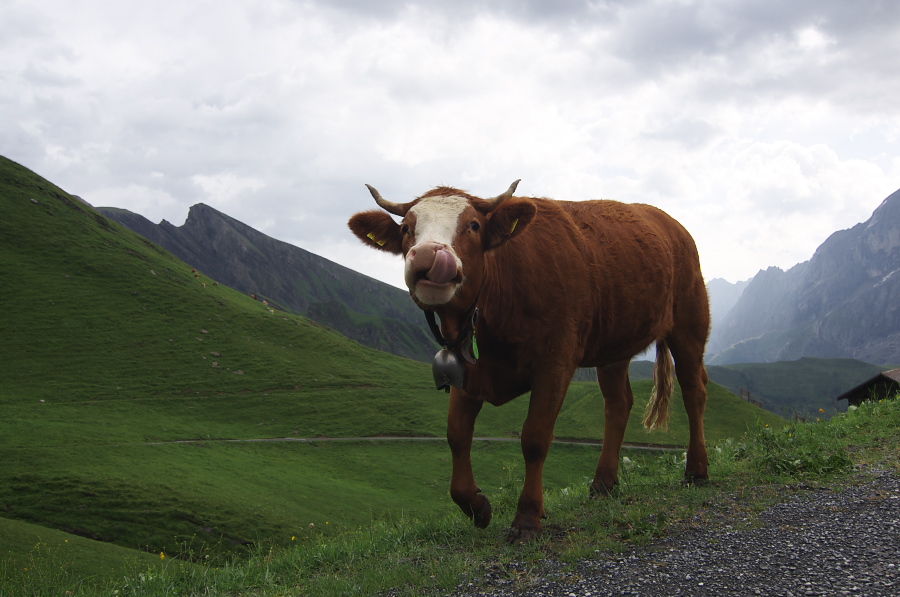 IMGP2568.jpg(265861 byte)