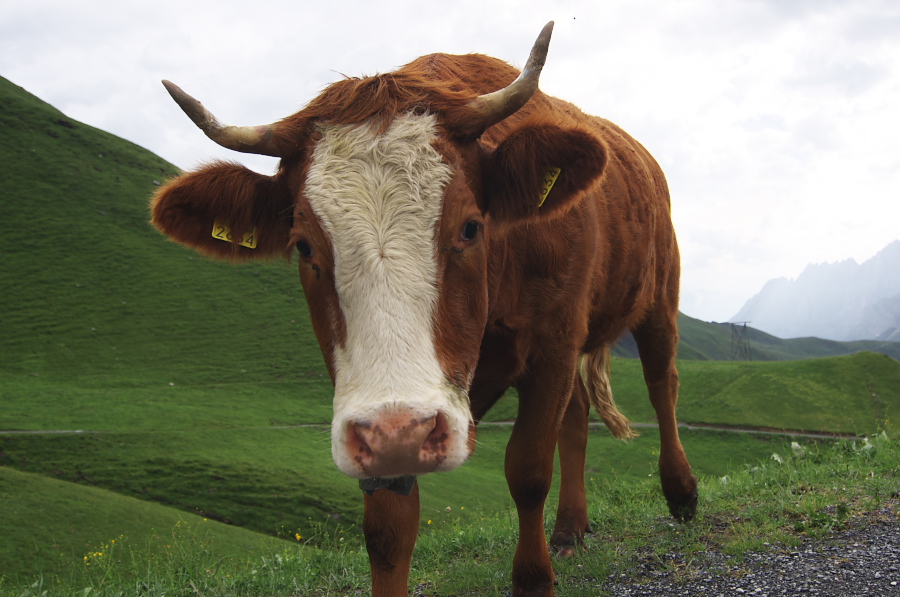 IMGP2571.jpg(277489 byte)