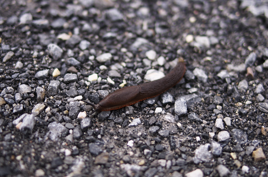 IMGP2626.jpg(371048 byte)