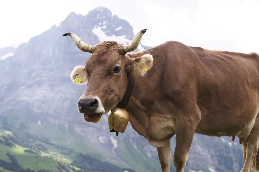 IMGP2628.jpg(218749 byte)