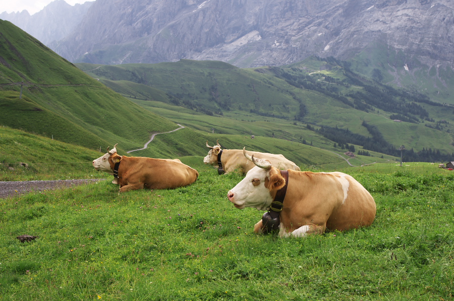 IMGP2633.jpg(425873 byte)