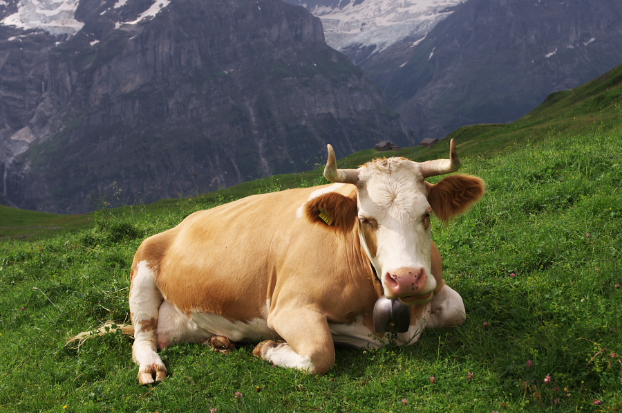 IMGP2639.jpg(396398 byte)