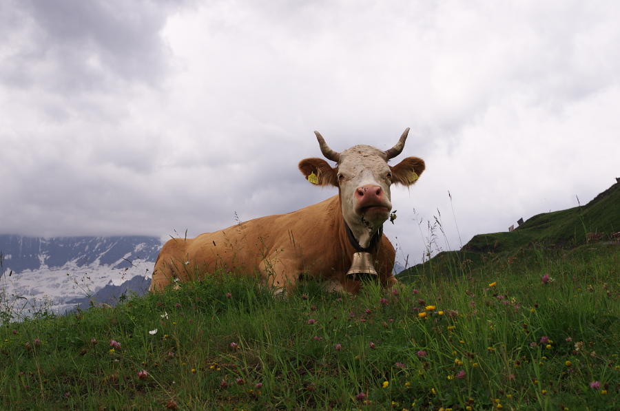 IMGP2653.jpg(270664 byte)