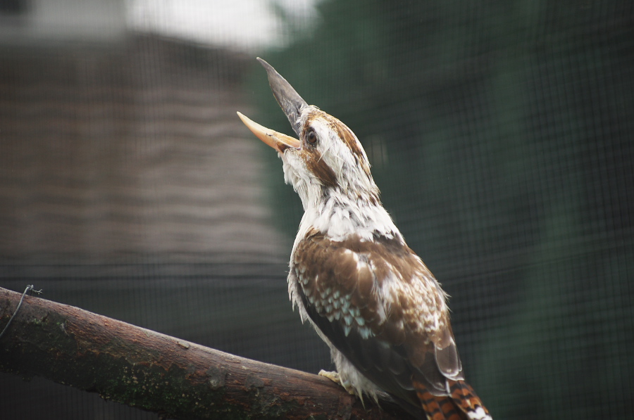 IMGP3939.jpg(202962 byte)