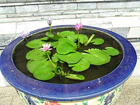 ���b�g�E�v���P�I