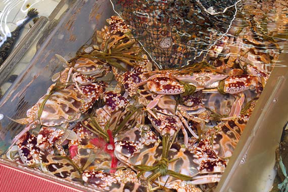 ���L�C�N����