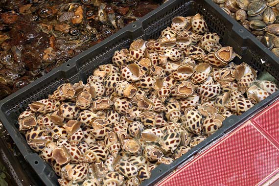 ���L�C�N����