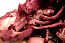 ���u�X�^�[