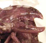 ���u�X�^�[