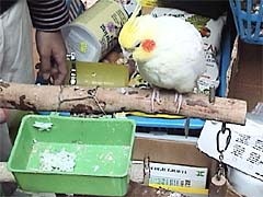 ���I���E