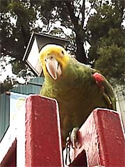 ���I���E