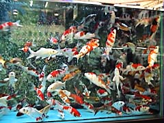 ���I���E