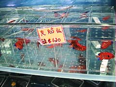 ���I���E