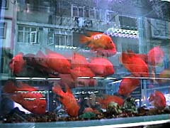 ���I���E