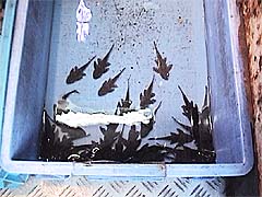 ���I���E