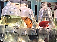 �����I���E