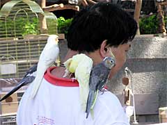 �����ԉ�