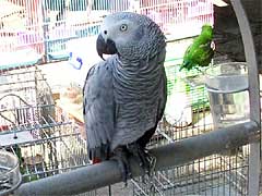 �����ԉ�